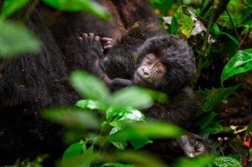 En bergsgorillaunge kikar fram bakom lövverk i Uganda
