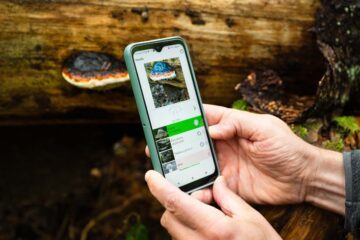 En person som använder en naturapp för att identifiera en slags svamp - på mobilen identifieras den som "Fomes fomentarius".