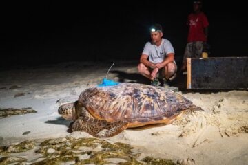 En grön havssköldpadda går på stranden nattetid, med en blå sändare på skalet.