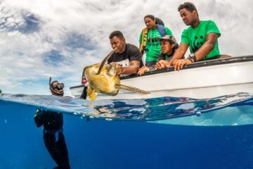 Tre WWF personal sitter i en båt och för ner en grön havssköldpadda i vattnet. En dykare simmar i vattnet.