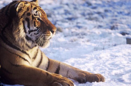 En sibirisk tiger ligger ner i snön och tittar framåt, sedd i profil.