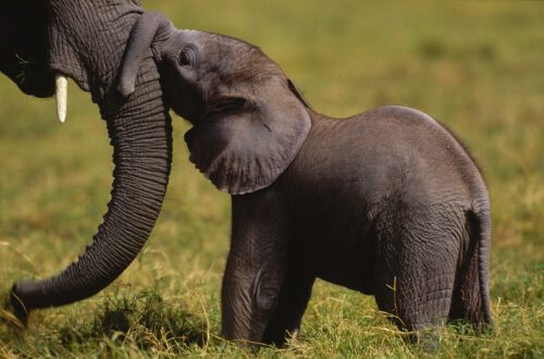 African savanna elephant (Loxodonta africana africana); Amboseli En savannelefantunge som trycker sitt ansikte mot sin mammas snabel.