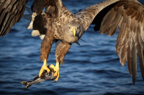 Havsörn flyger över vattnet med en fisk i klorna