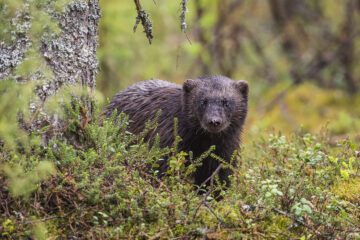 Järv i skogslandskap. Foto: Ola Jennersten / WWF Sverige