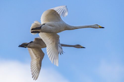 Två sångsvanar som flyger.