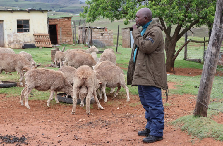 Simon Taona, a communal sheep farmer in Tlokoeng South Africa observes his sheep