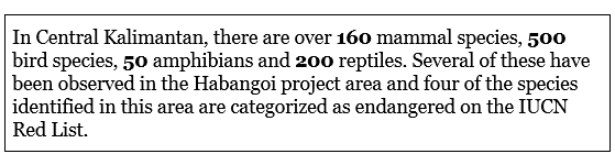 Species number fact box Habangoi Indonesia