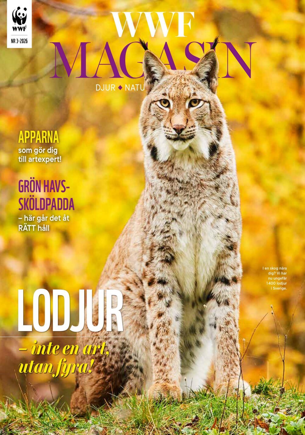 WM_0326_01-web Magasinomslaget till WWF Magasin nr 3 2026, med bild på ett lodjur bland höstlöv.