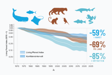 Living Planet Index per ekosystemtyp från 1970 till 2022 för marina ryggradsdjur, landlevande ryggradsdjur respektive ryggradsdjur i sötvatten. Grafen visar att marina ryggradsdjur minskat med 59%, landlevade ryggradsdjur har minskat med 69% och ryggradsdjur i sötvatten har minskat med 85%.