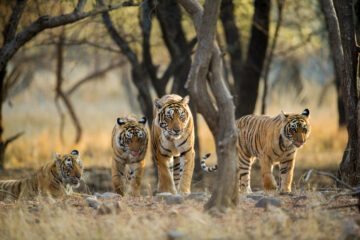 Tigrar foto WWF