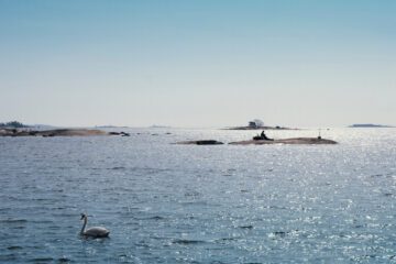 Svenskarna vill se en strikt fiskepolitik för att rädda Östersjön. Foto: Alexandra Antell / WWF