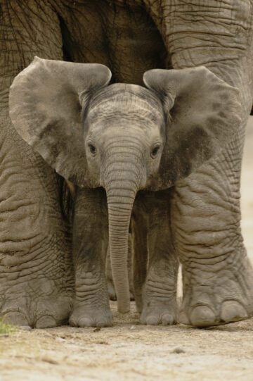 Savannelefant Foto WWF