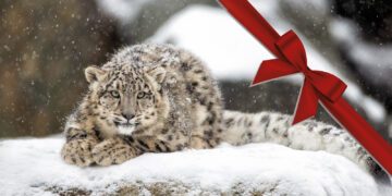 Snöleopard som ligger på snöig mark och tittar in i kameran. En röd rosett i övre högra hörnet.
