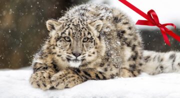 Snöleopard som ligger på snöig mark och tittar in i kameran. En röd rosett i övre högra hörnet.