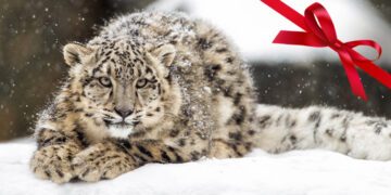Snöleopard som ligger på snöig mark och tittar in i kameran. En röd rosett i övre högra hörnet.
