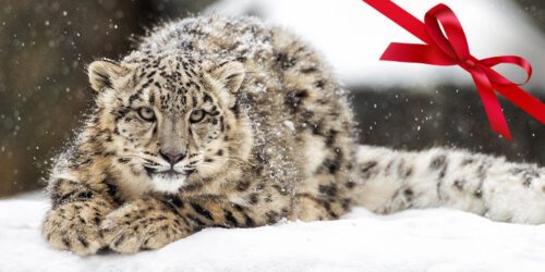 leo-rosett-stor-puff Snöleopard som ligger på snöig mark och tittar in i kameran. En röd rosett i övre högra hörnet.