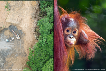 Förstörd regnskog och en orangutang