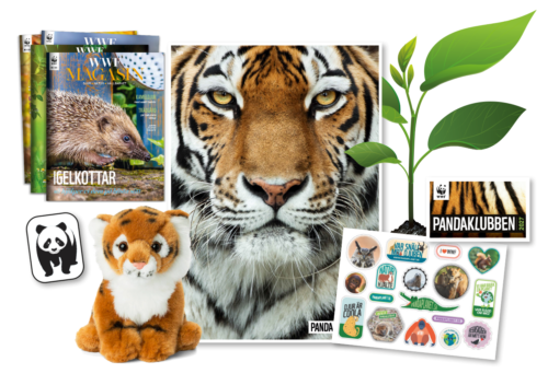 Pandaklubben välkomstpaket 2027, tigermjukis, affisch, mm.