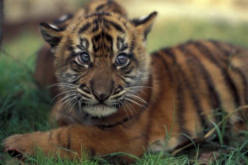 Tigerunge i gräset