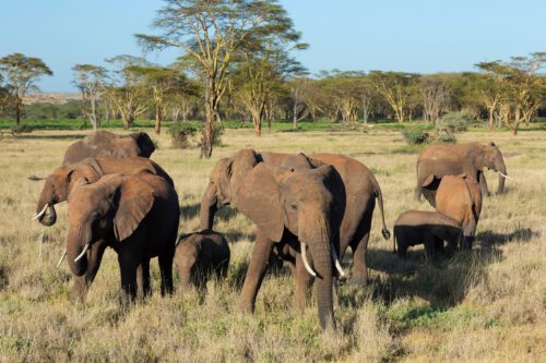Small herd of African elephant (Loxodonta africana). Kenya