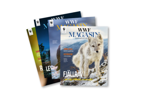 En samlingsbild som visar några framsidor av WWF Magasin, ett medlemsmagasin. Längst fram en bild på en fjällräv som tittar in i kameran.